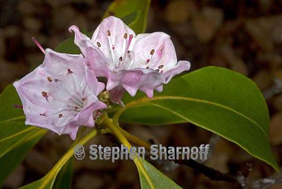 kalmia latifolia 5 graphic